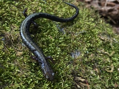 Plethodon hubrichti