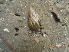Lissachatina fulica