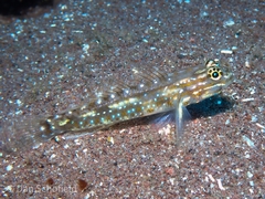 Coryphopterus glaucofraenum