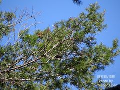 Pseudotsuga wilsoniana