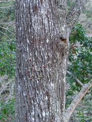 Pseudotsuga wilsoniana