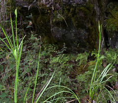 Orthrosanthus polystachyus