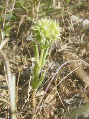 Valerianella discoidea