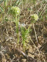 Valerianella discoidea