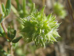 Valerianella discoidea