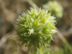 Valerianella discoidea