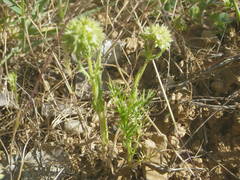 Valerianella discoidea