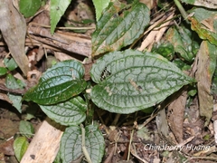 Smilax riparia