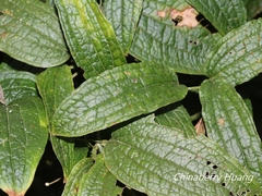 Smilax riparia