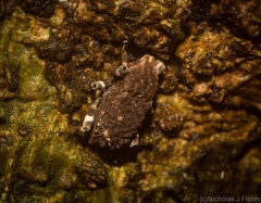 Poropterus bisignatus