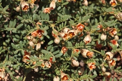 Zygophyllum pinnatum