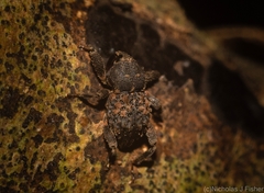 Methidrysis afflicta