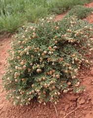 Zygophyllum pinnatum
