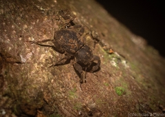 Methidrysis afflicta