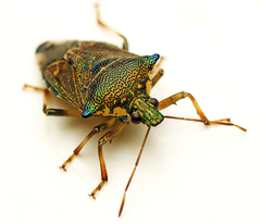 Montrouzierellus