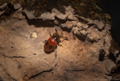 Stenotarsus parallelus