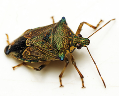 Montrouzierellus
