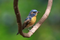Cyornis glaucicomans