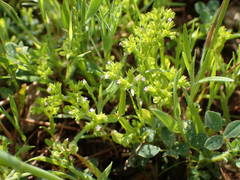 Valerianella eriocarpa