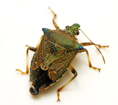 Montrouzierellus