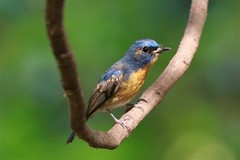 Cyornis glaucicomans