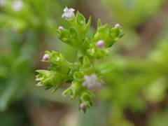 Valerianella eriocarpa