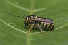 Ceratina collusor