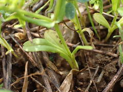 Valerianella eriocarpa