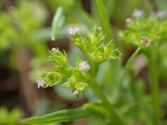Valerianella eriocarpa