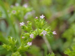 Valerianella eriocarpa