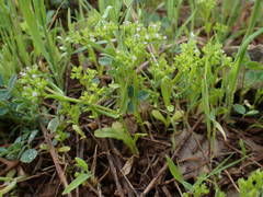 Valerianella eriocarpa