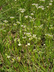 Valerianella eriocarpa
