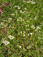 Valerianella eriocarpa