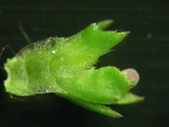 Valerianella eriocarpa