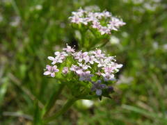 Valerianella eriocarpa