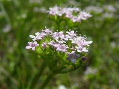 Valerianella eriocarpa