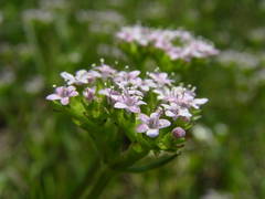 Valerianella eriocarpa