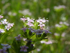 Valerianella eriocarpa
