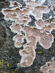 Cylindrobasidium evolvens