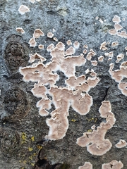 Cylindrobasidium evolvens