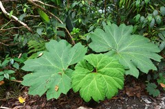 Gunnera insignis