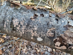 Cylindrobasidium evolvens