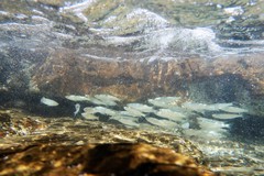 Aldrichetta forsteri