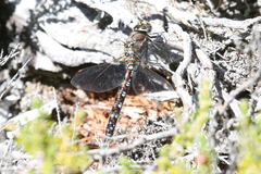 Rhionaeschna variegata