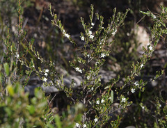 Rhadinothamnus rudis