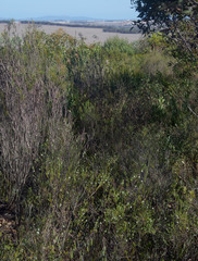 Rhadinothamnus rudis