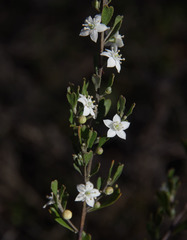 Rhadinothamnus rudis