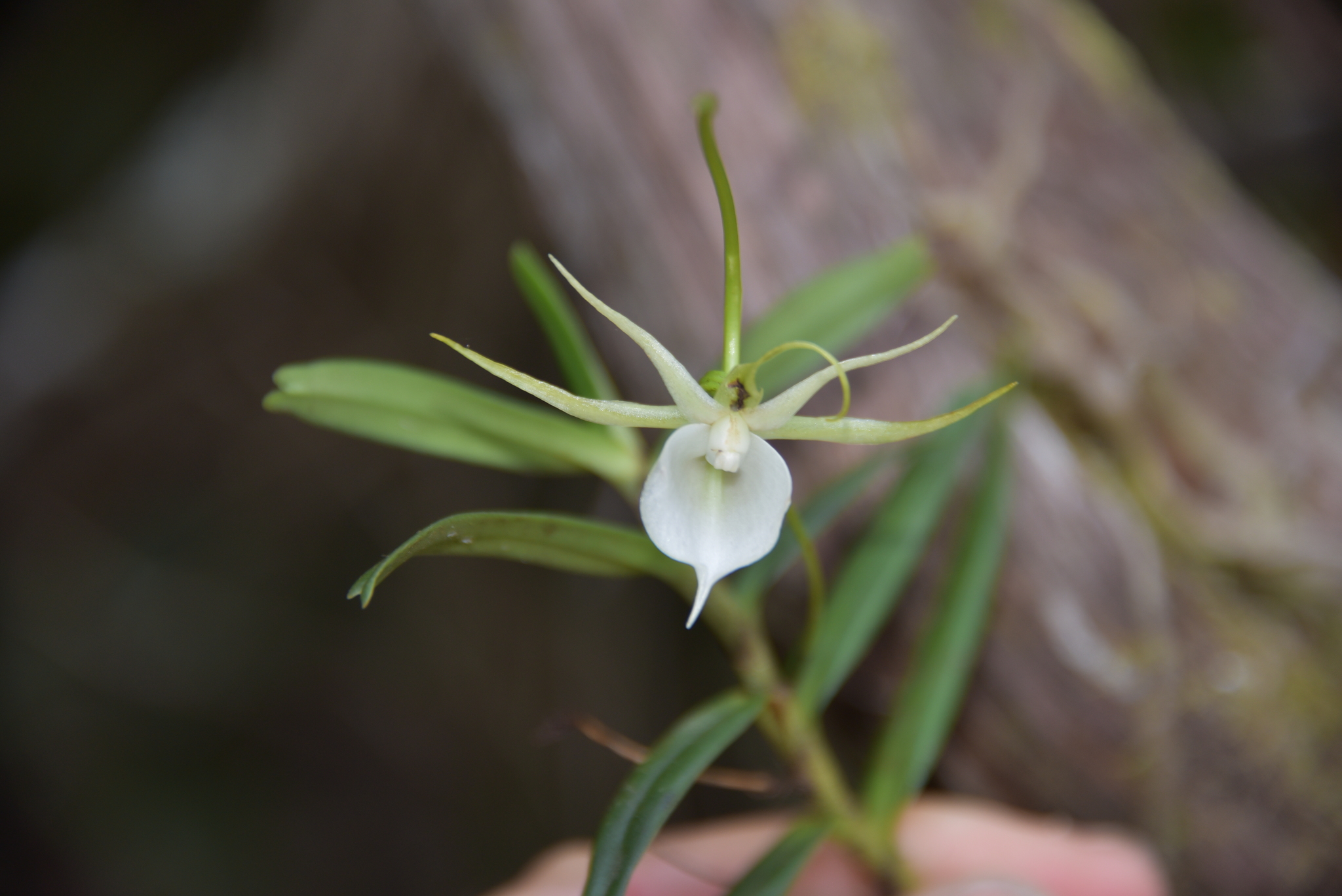Angraecum expansum Thouars 4