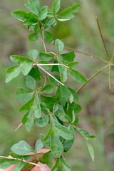 Adenia digitata