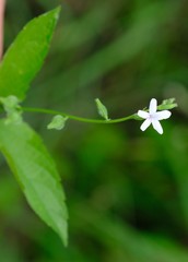 Priva flabelliformis